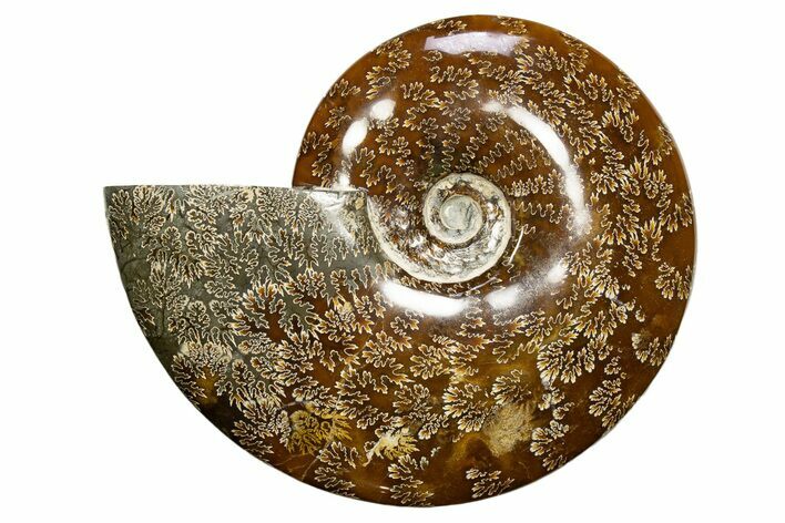 Polished Cretaceous Ammonite (Cleoniceras) Fossil - Madagascar #317864
